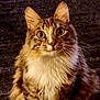 attentive, big_eyes, brown, carpet, cat, close_up, cute, domestic_animal, ears, feline, fluffy, fur, indoor, long_haired, looking_at_camera, pet, portrait, sitting, tabby, whiskers