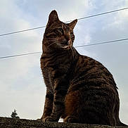Tigrou a rejoint le concours — aidez-le/la à gagner de superbes lots ! cat, tabby_cat, animal, outdoor, sky, cloudy_sky, stone_wall, power_lines, feline, pet, sitting, stripes, whiskers, ears, nature, daylight, mammal, looking_away, alone, quiet