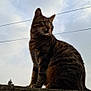cat, tabby_cat, animal, outdoor, sky, cloudy_sky, stone_wall, power_lines, feline, pet, sitting, stripes, whiskers, ears, nature, daylight, mammal, looking_away, alone, quiet