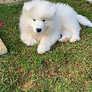 Neige participe au concours pour gagner de l'argent avec cette photo : puppy, dog, white_fur, grass, outdoor, pet, cute, fluffy, animal, young, lying_down, nature, adorable, domestic_animal, playing, garden, canine, fur, resting, small