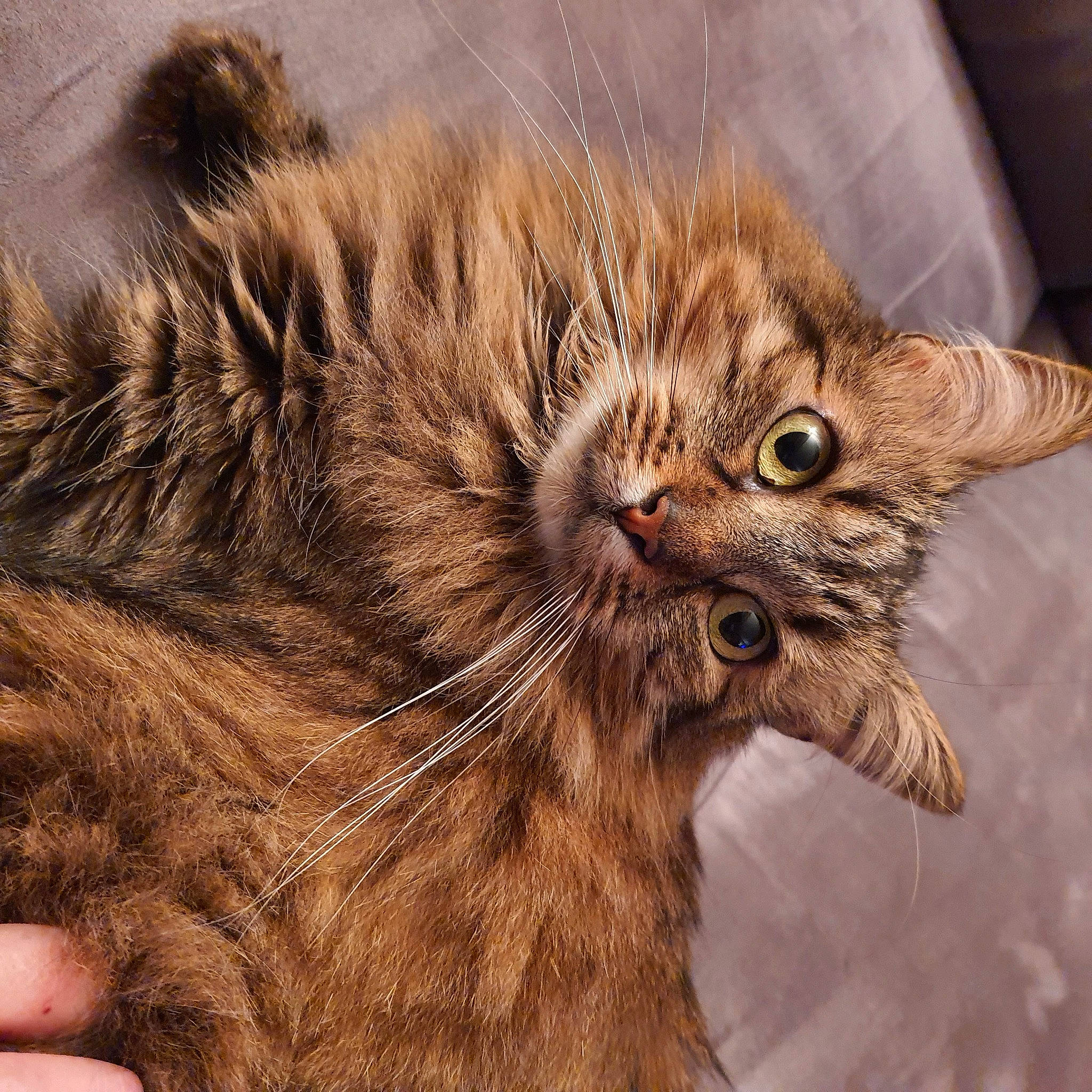 Pitch participe au concours pour gagner de l'argent avec cette photo : carnivore, cat, claw, close_up, domestic_short_haired_cat, ear, eye, felidae, fur, liver, paw, small_to_medium_sized_cats, snout, tail, terrestrial_animal, whiskers, wildlife