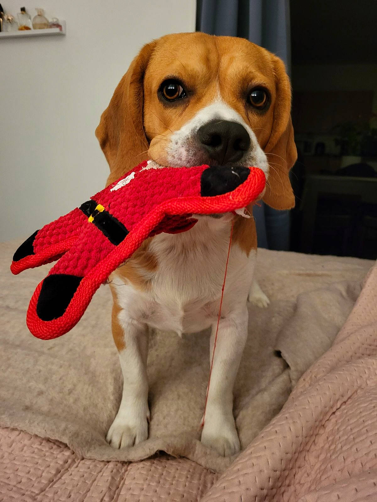 Tommy participe au concours pour gagner de l'argent avec cette photo : ancient_dog_breeds, beaglier, carnivore, collar, companion_dog, dog, dog_breed, dog_collar, dog_supply, fawn, hunting_dog, pet_supply, scent_hound, snout, sporting_group, tail, working_animal, working_dog