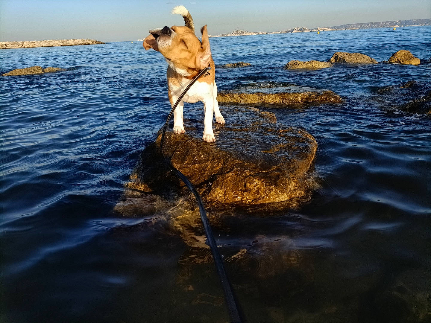 Tommy participe au concours pour gagner de l'argent avec cette photo : body_of_water, calm, carnivore, coastal_and_oceanic_landforms, companion_dog, dog, dog_breed, fawn, happy, horizon, lake, landscape, people_in_nature, reflection, shore, sky, sunlight, water, water_resources, wind_wave