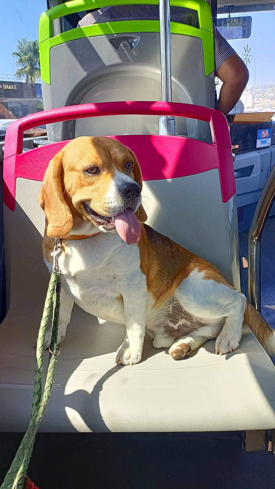 Tommy participe au concours pour gagner de l'argent avec cette photo : canidae, carnivore, collar, companion_dog, dog, dog_breed, dog_collar, dog_supply, eyewear, fashion_accessory, fawn, fur, hound, leash, pet_supply, scent_hound, sky, snout, sporting_group, working_animal