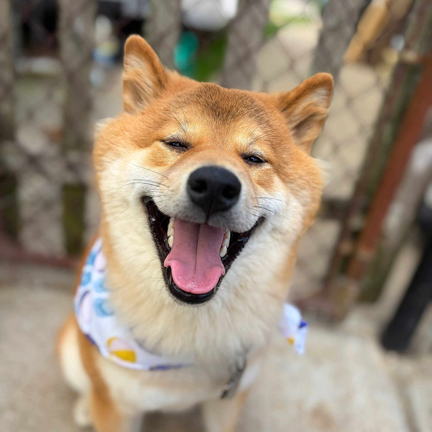 Kaisho is registered to the contest to win money with this photo: dog, shiba_inu, smiling, happy, tongue_out, pet, animal, outdoor, fence, canine, fur, ears, cute, friendly, companion, mammal, sitting, closeup, portrait, playful