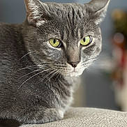 Tuna is registered to the contest to win money with this photo: animal, cat, close_up, cute, domestic_cat, eyes, feline, fur, gray_tabby, green_eyes, indoor, mammal, pet, portrait, relaxed, resting, sofa, soft_light, texture, whiskers