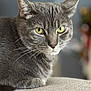animal, cat, close_up, cute, domestic_cat, eyes, feline, fur, gray_tabby, green_eyes, indoor, mammal, pet, portrait, relaxed, resting, sofa, soft_light, texture, whiskers