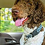 Scooby is registered to the contest to win money with this photo: animal_portrait, brown_and_white, canine, car_interior, close_up, collar, companion, curly_fur, daylight, dog, domestic_animal, fur_texture, happy, leash, pet, seat, tongue_out, transportation, vehicle, window