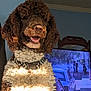 brown, car, checkered, collar, curly_hair, cute, dog, domestic_animal, furry, happy, indoor, mammal, people, pet, portrait, screen, smiling, sunlight, television, white