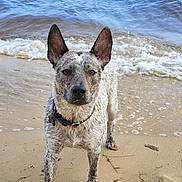 Penny is registered to the contest to win money with this photo: dog, beach, sand, water, waves, wet, ears, collar, pet, animal, outdoor, nature, canine, shore, sea, playful, summer, fur, alert, looking