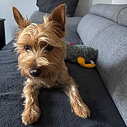 Ulys participe au concours pour gagner de l'argent avec cette photo : animal, blanket, brown_fur, companion, couch, cozy, cute, dog, ears, fur, furniture, home, indoor, laying, nose, pet, plush_toy, relaxed, small_dog, toy_duck