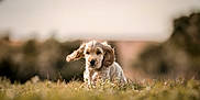 Aston a rejoint le concours — aidez-le/la à gagner de superbes lots ! puppy, dog, cocker_spaniel, pet, grass, field, outdoors, bokeh, shallow_depth_of_field, floppy_ears, fur, cute, portrait, closeup, running, motion, nature, warm_tones, sunlit, front_view