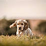 bokeh, closeup, cocker_spaniel, cute, dog, field, floppy_ears, front_view, fur, grass, motion, nature, outdoors, pet, portrait, puppy, running, shallow_depth_of_field, sunlit, warm_tones