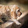 dog, puppy, cocker_spaniel, golden_fur, walking, curb, pavement, paw, ear, whiskers, nose, profile, closeup, shallow_depth_of_field, bokeh, outdoor, grass, curious, portrait, pet