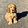 animal, closeup, cocker_spaniel, collar, cute, dog, floppy_ears, front_paws, fur, looking_at_camera, mammal, outdoor, pavement, pet, portrait, puppy, shadow, sitting, sunlight, young