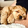 Aston participe au concours pour gagner de l'argent avec cette photo : dog, puppy, sleeping, golden_puppy, fur, paw, nose, pet, human_arm, cuddling, cozy, blanket, indoor, close_up, portrait, relaxed, adorable, companion, domestic_animal, nap