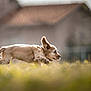Aston a rejoint le concours — aidez-le/la à gagner de superbes lots ! dog, puppy, running, grass, bokeh, outdoors, playful, ears, fur, pet, sprinting, profile, leap, young_dog, shallow_depth_of_field, sunlit, field, muzzle, backyard, motion_blur