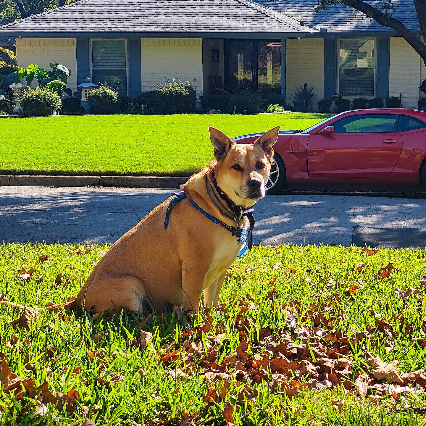 Harley joined the competition — help win amazing prizes! alloywheel, animal, architecture, building, car, carwheel, grass, machine, neighborhood, outdoors, plant, shelter, spoke, summer, tire, transportation, tree, vegetation, vehicle, wheel
