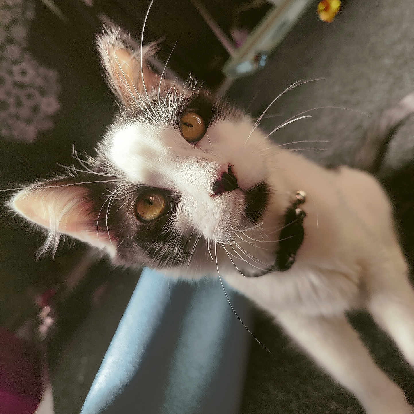 Whiskey