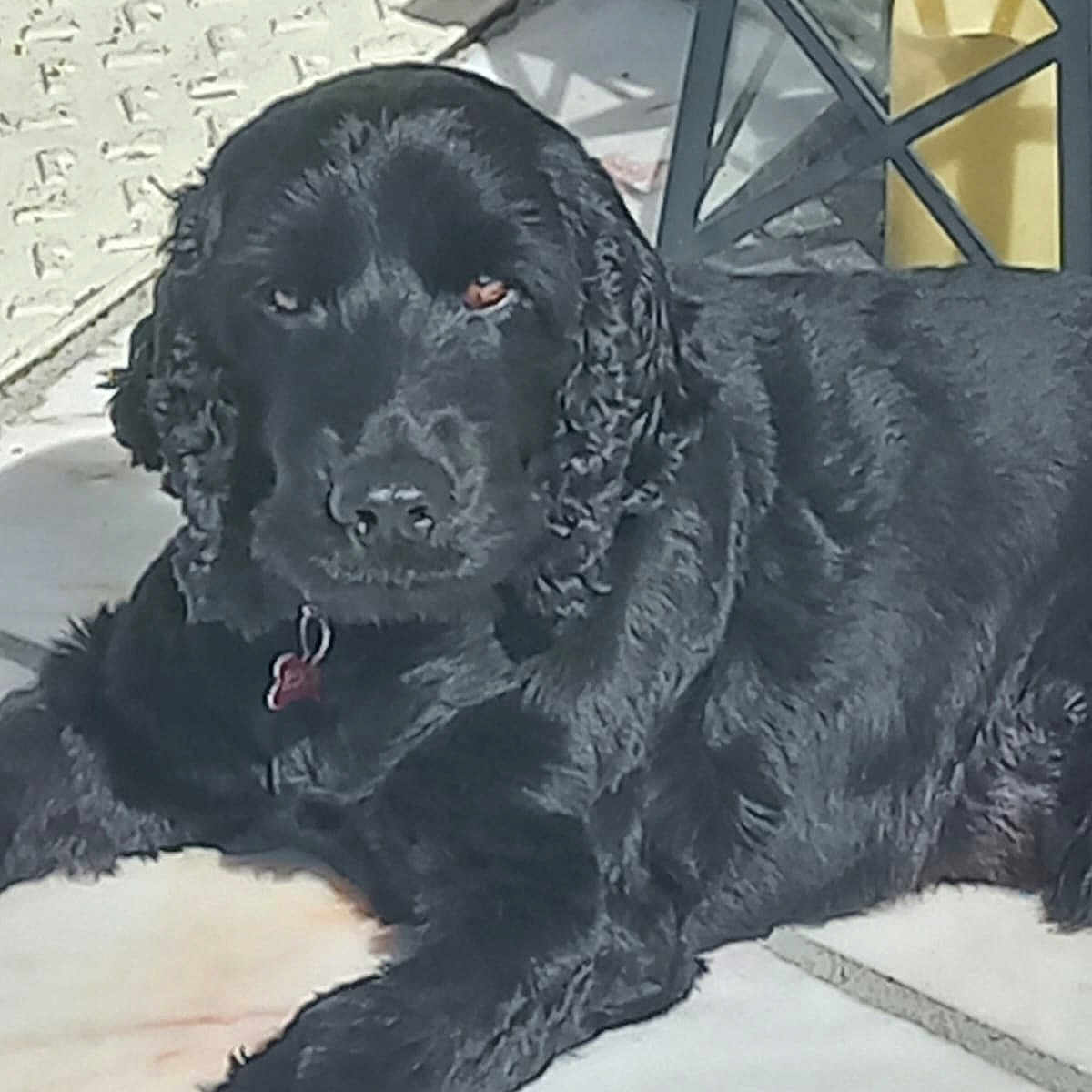 Rocky participe au concours pour gagner de l'argent avec cette photo : animal, canine, cockerspaniel, dog, head, labradorretriever, newfoundland, person, pet, puppy