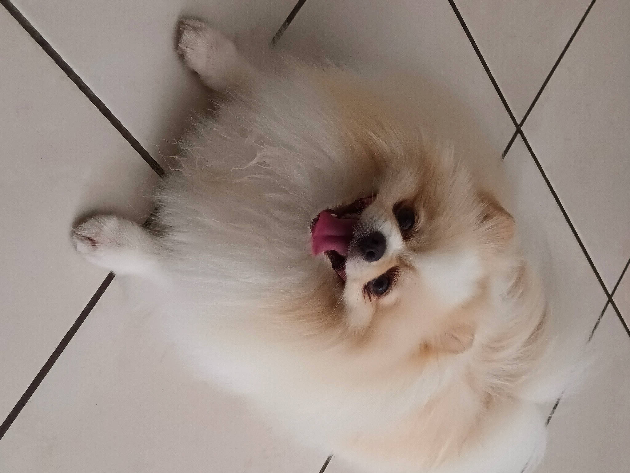 Solis a rejoint le concours — aidez-le/la à gagner de superbes lots ! canidae, carnivore, companion_dog, corgi_chihuahua, dog_breed, fawn, felidae, fur, german_spitz, non_sporting_group, paw, samoyed, small_to_medium_sized_cats, snout, sporting_group, tail, volpino_italiano, whiskers