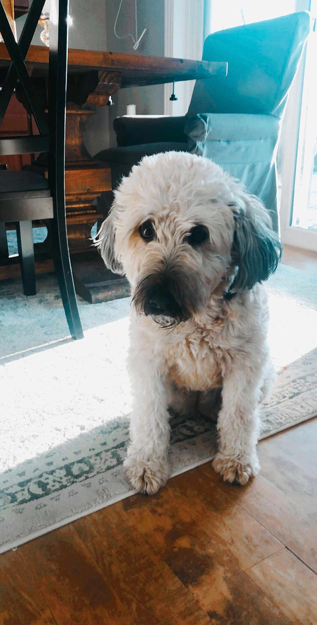 Chula