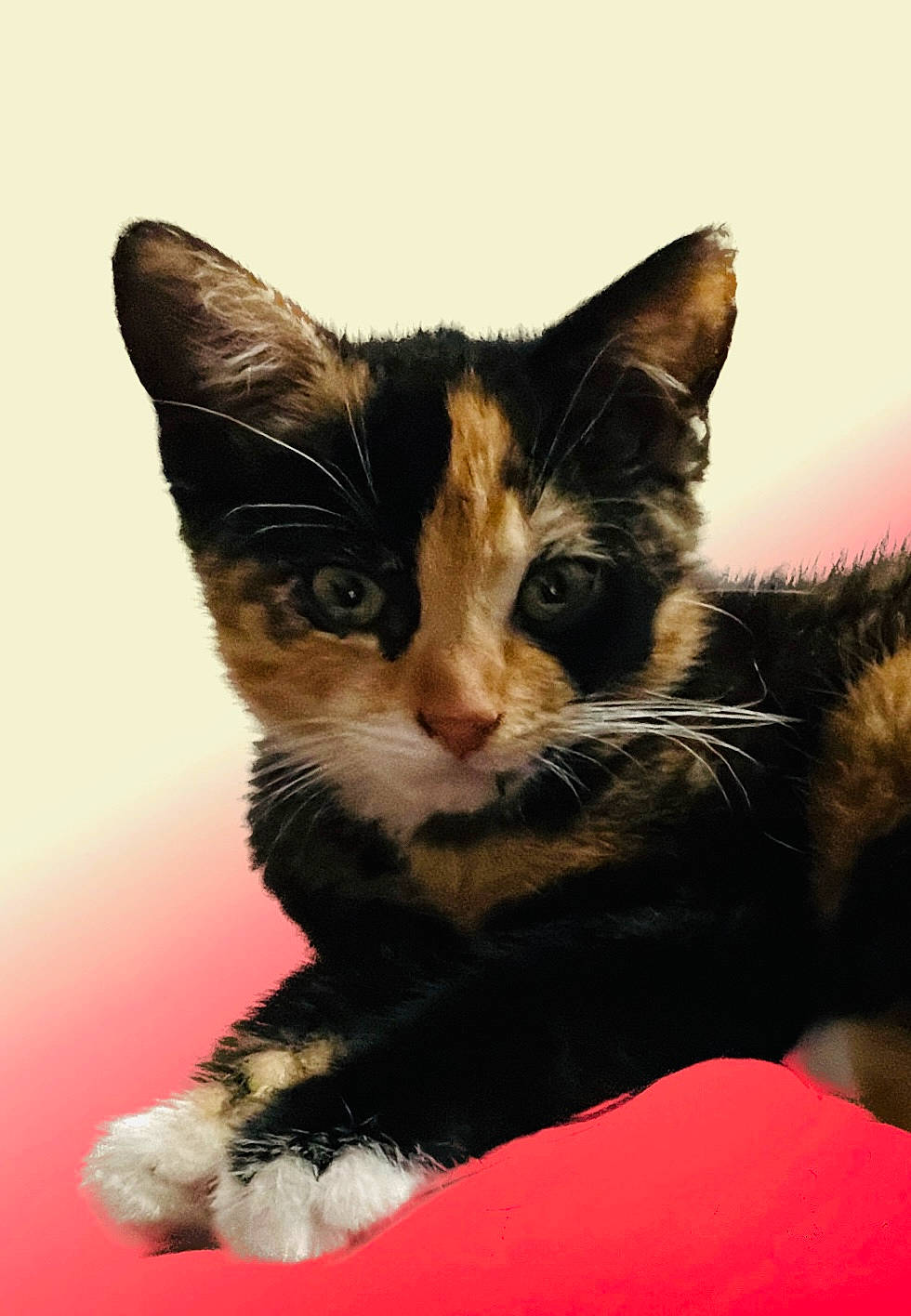 Rubby participe au concours pour gagner de l'argent avec cette photo : carnivore, cat, cat_furniture, cat_supply, claw, comfort, domestic_short_haired_cat, eye, felidae, fur, paw, sitting, small_to_medium_sized_cats, snout, tail, whiskers