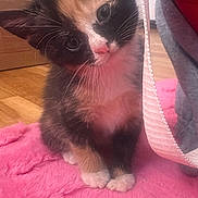 Kali joined the competition — help win amazing prizes! kitten, calico, cat, pet, cute, fluffy, pink_blanket, indoor, wooden_floor, curious, head_tilt, animal, small_paws, domestic_cat, feline, young_animal, whiskers, soft_texture, cozy, home