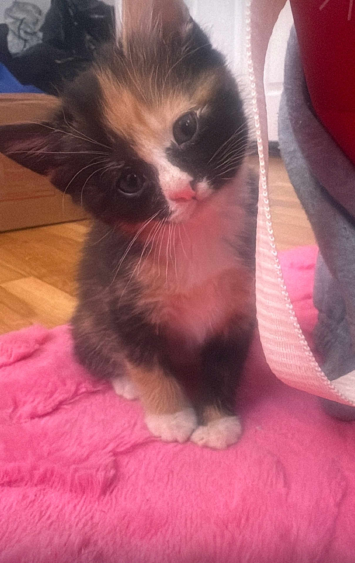 Kali joined the competition — help win amazing prizes! kitten, calico, cat, pet, cute, fluffy, pink_blanket, indoor, wooden_floor, curious, head_tilt, animal, small_paws, domestic_cat, feline, young_animal, whiskers, soft_texture, cozy, home