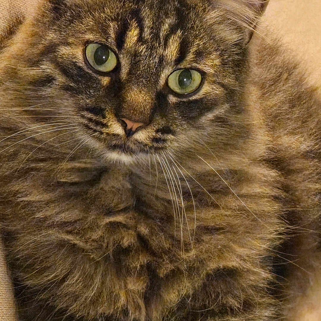 Tchoupinou participe au concours pour gagner de l'argent avec cette photo : animal, cat, close_up, cute, domestic_cat, ears, feline, fluffy, fur, green_eyes, indoor, mammal, nose, paws, pet, portrait, relaxed, soft, tabby, whiskers