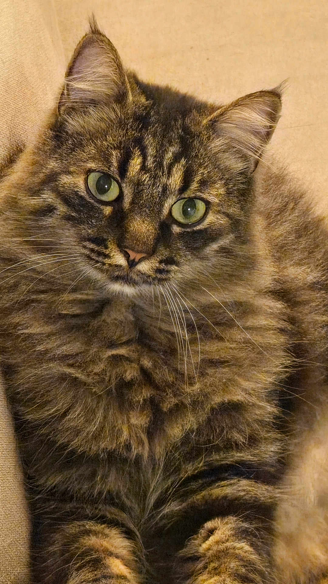 Tchoupinou participe au concours pour gagner de l'argent avec cette photo : cat, tabby, fluffy, green_eyes, whiskers, fur, pet, animal, close_up, portrait, domestic_cat, cute, feline, ears, nose, paws, relaxed, indoor, mammal, soft