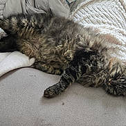 Tchoupinou participe au concours pour gagner de l'argent avec cette photo : cat, tabby, fluffy, sleeping, couch, blanket, indoor, pet, relaxed, feline, fur, cozy, resting, animal, home, comfort, soft, whiskers, paw, tile_floor