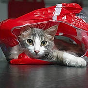 Soonie a rejoint le concours — aidez-le/la à gagner de superbes lots ! box, carmine, carnivore, cat, cat_supply, cat_toy, claw, domestic_short_haired_cat, felidae, fur, paw, photo_caption, plastic_bag, small_to_medium_sized_cats, snout, tail, whiskers