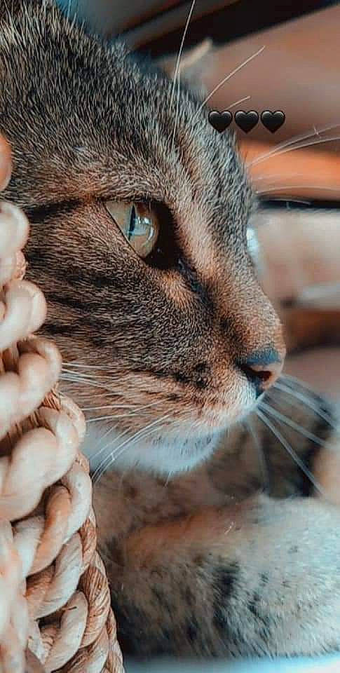 Isis participe au concours pour gagner de l'argent avec cette photo : carnivore, cat, close_up, curious, domestic_short_haired_cat, ear, eyelash, fawn, felidae, fur, grass, hand, nose, small_to_medium_sized_cats, snout, terrestrial_animal, whiskers, wildlife