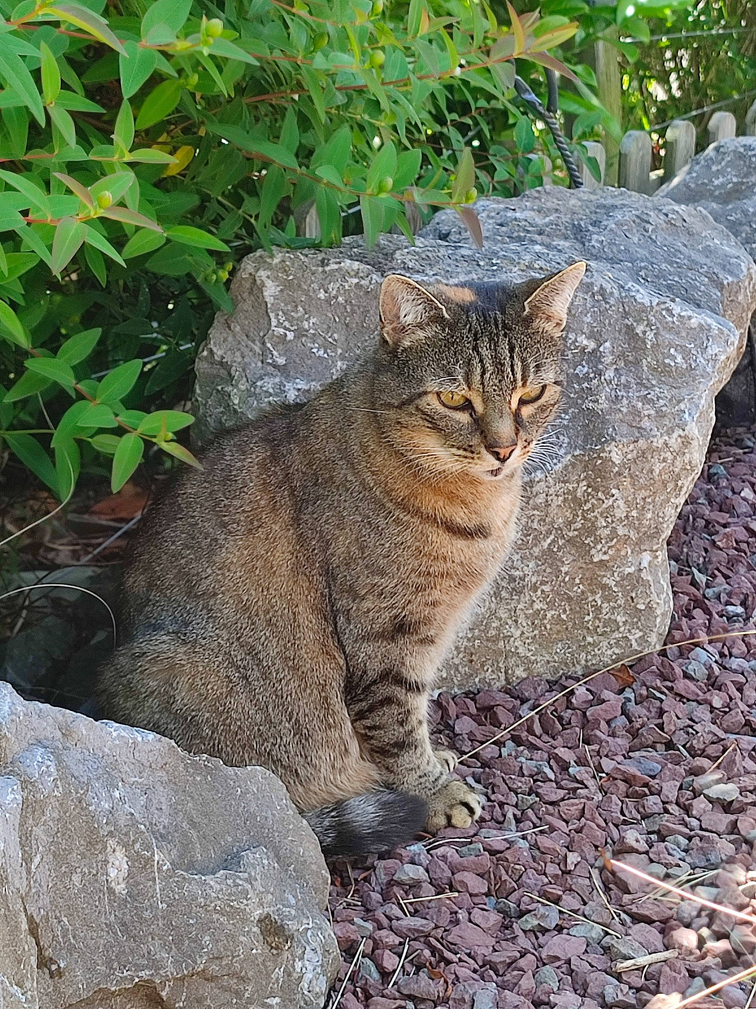 Isis participe au concours pour gagner de l'argent avec cette photo : asphalt, bedrock, carnivore, cat, domestic_short_haired_cat, fawn, felidae, fur, grass, grey, groundcover, leaf, plant, road_surface, rock, small_to_medium_sized_cats, snout, tail, terrestrial_animal, whiskers