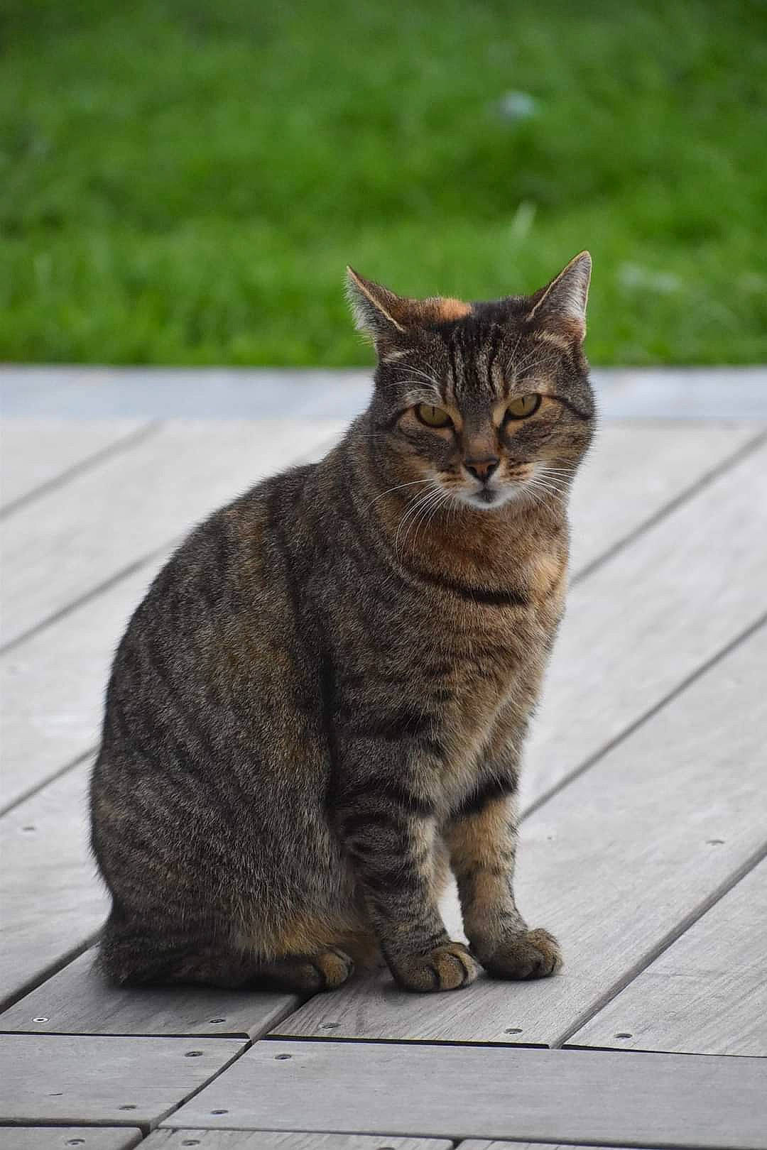 Isis a rejoint le concours — aidez-le/la à gagner de superbes lots ! asphalt, carnivore, cat, domestic_short_haired_cat, fawn, felidae, flooring, fur, grass, grey, plant, road_surface, small_to_medium_sized_cats, snout, tail, terrestrial_animal, tree, whiskers, wildlife, wood