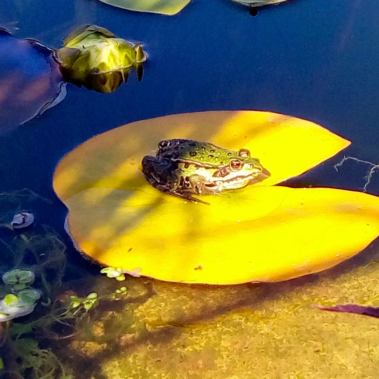Granny La Grenouille