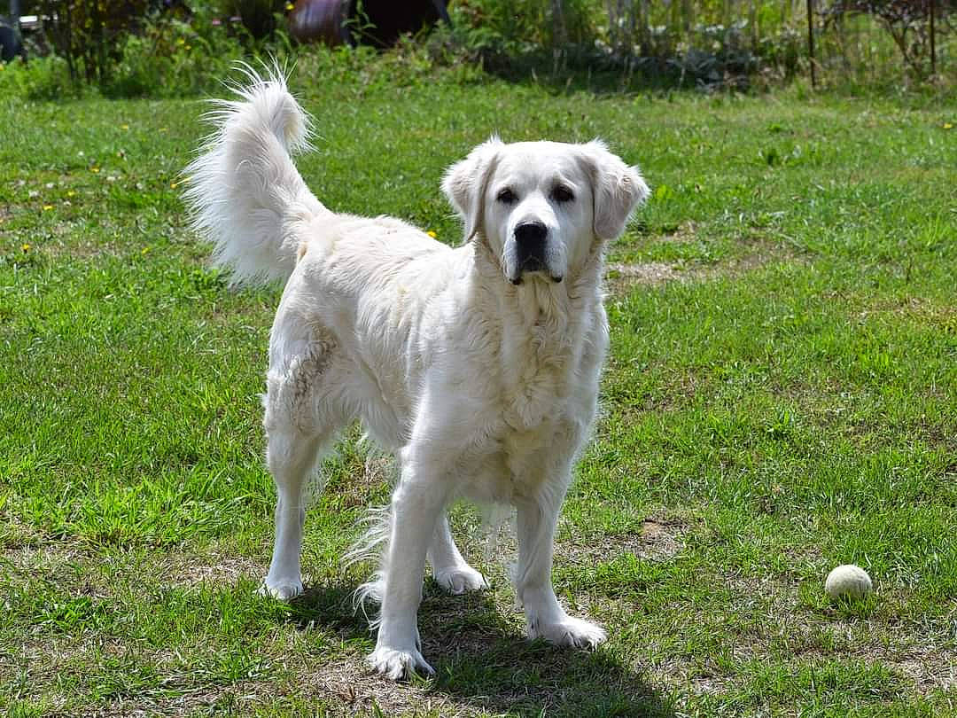 Iska a rejoint le concours — aidez-le/la à gagner de superbes lots ! ancient_dog_breeds, canidae, carnivore, companion_dog, dog, dog_breed, fawn, grass, livestock_guardian_dog, plant, polish_tatra_sheepdog, sporting_group, tail, tree, working_animal, working_dog