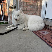 Bean is registered to the contest to win money with this photo: dog, white_dog, fluffy, porch, brick_wall, concrete, leash, doormat, door, outdoor, pet, canine, resting, sunlight, shadow, calm, animal, house, welcome_mat, quiet