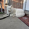 dog, white_dog, fluffy, porch, brick_wall, concrete, leash, doormat, door, outdoor, pet, canine, resting, sunlight, shadow, calm, animal, house, welcome_mat, quiet