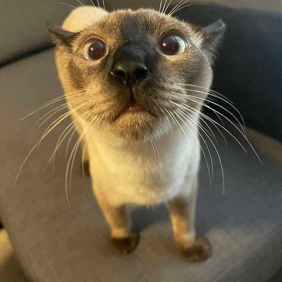Spurt is registered to the contest to win money with this photo: animal, cat, close_up, couch, curious, cute, domestic_animal, eyes, face, funny_expression, fur, furniture, home, indoor, looking_up, mammal, pet, portrait, siamese_cat, whiskers