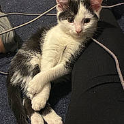 Jade is registered to the contest to win money with this photo: animal, animal_companion, black_and_white, carpet, casual, cat, crossed_paws, cute, domestic_cat, feline, footwear, human_leg, indoor, kitten, leg, paw, pet, resting, sneakers, young_cat