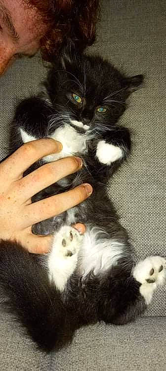 Choukette a rejoint le concours — aidez-le/la à gagner de superbes lots ! black, carnivore, cat, claw, companion_dog, domestic_short_haired_cat, fawn, felidae, fur, gesture, mammal, nail, paw, primate, small_to_medium_sized_cats, snout, tail, vertebrate, whiskers, white