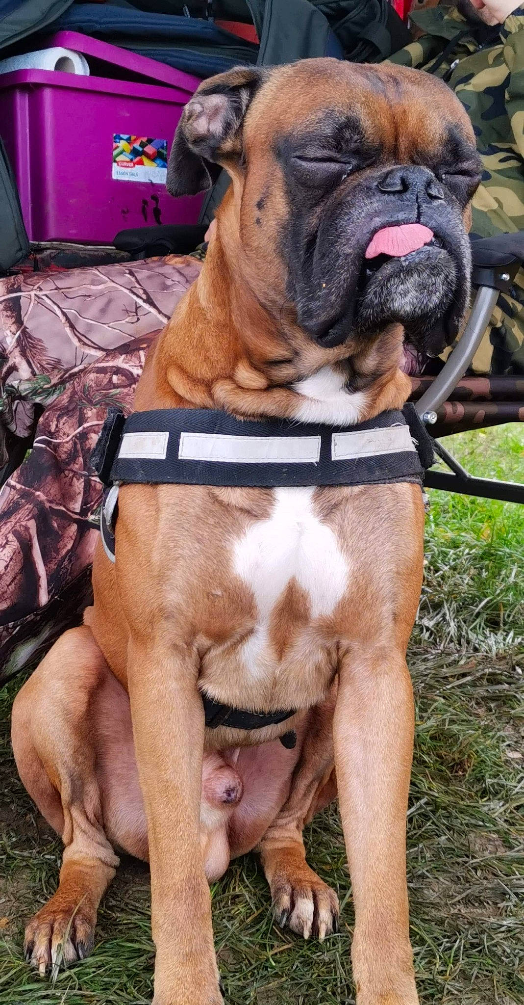 Mitsu participe au concours pour gagner de l'argent avec cette photo : ancient_dog_breeds, bulldog, carnivore, collar, companion_dog, dog, dog_breed, dog_collar, fawn, grass, guard_dog, leash, molosser, plant, shar_pei, snout, sporting_group, working_animal, working_dog, wrinkle