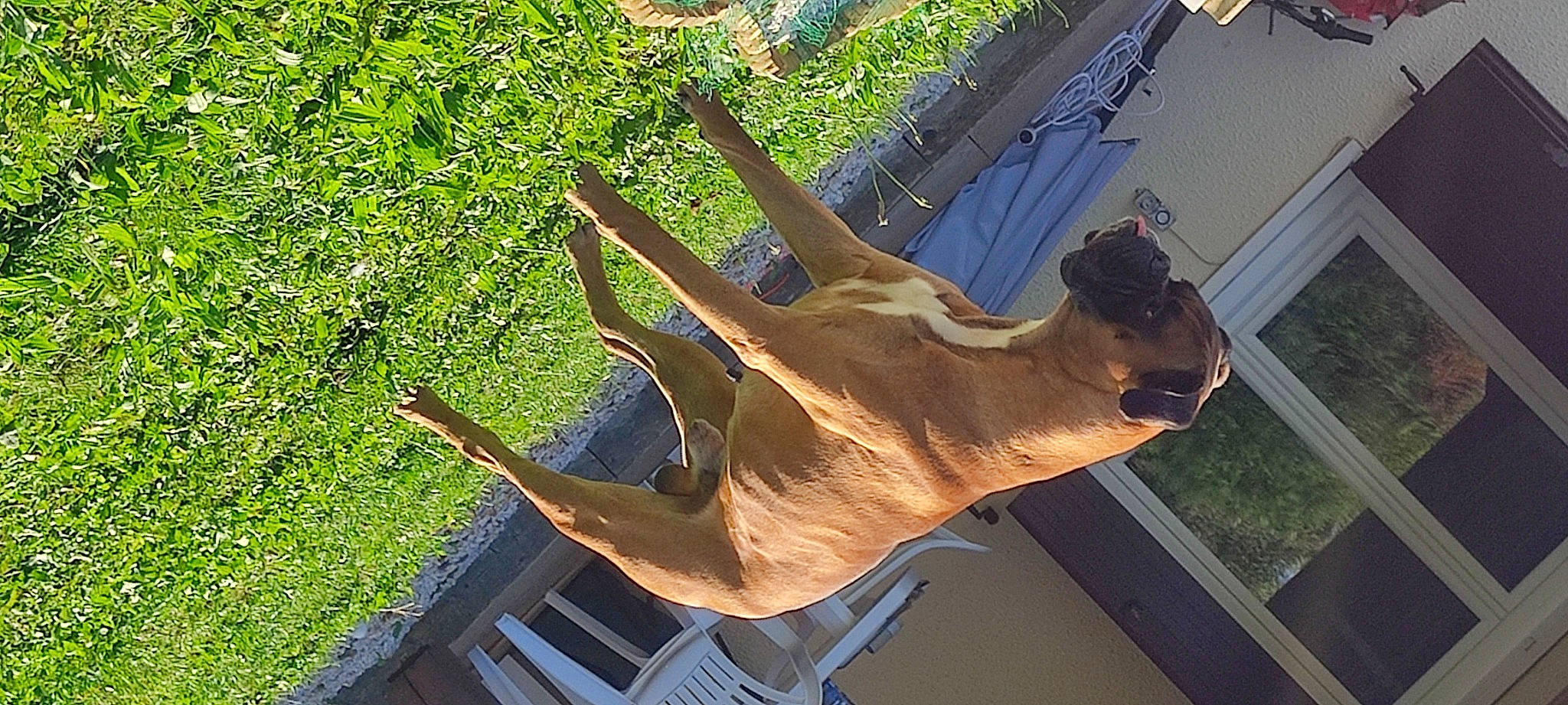 Mitsu participe au concours pour gagner de l'argent avec cette photo : art, bone, fawn, gesture, grass, horn, metal, natural_material, plant, sculpture, snout, tail, terrestrial_animal, tree, wildlife, wing, wood, working_animal