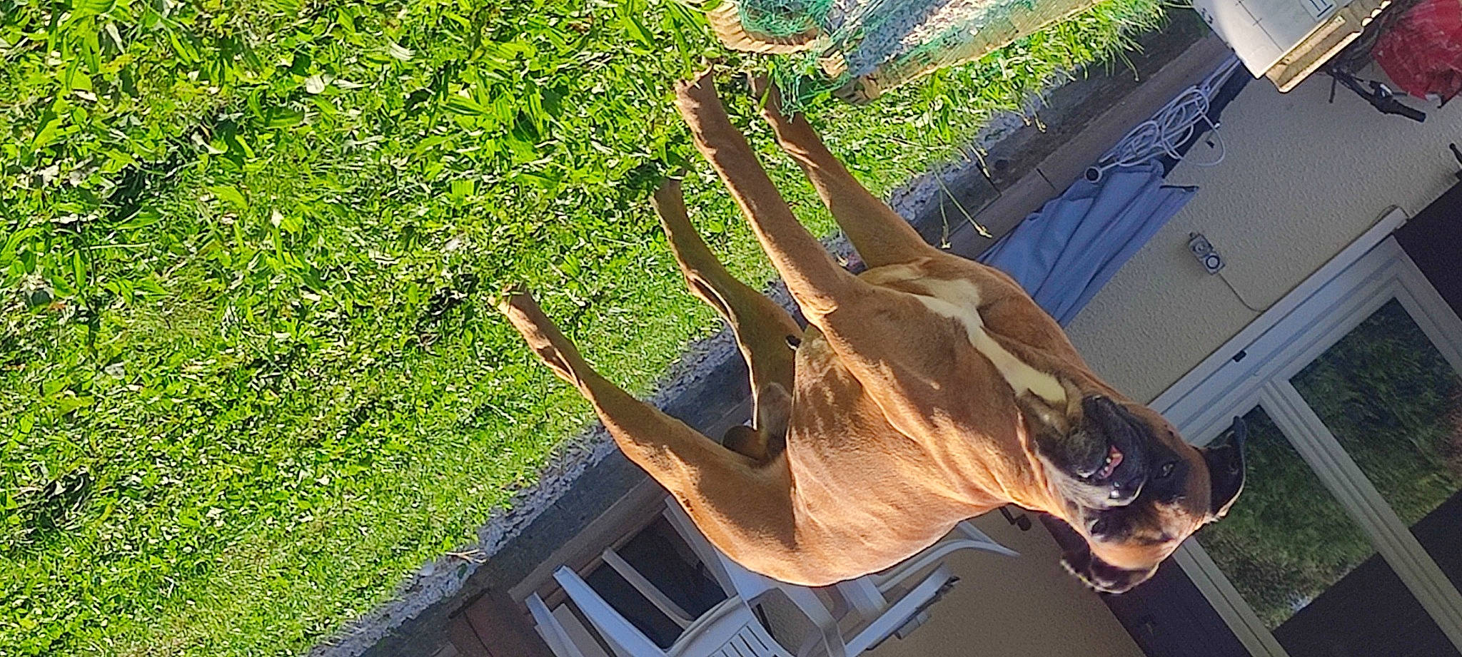 Mitsu a rejoint le concours — aidez-le/la à gagner de superbes lots ! canidae, fawn, grass, landscape, leisure, metal, people_in_nature, plant, recreation, roof, snout, sporting_group, stallion, tail, terrestrial_animal, tree, tyrannosaurus, wildlife, wood, working_animal