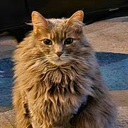 Gemma is registered to the contest to win money with this photo: cat, fluffy, long_hair, pet, indoor, carpet, sitting, feline, cute, domestic_animal, whiskers, tail, ears, eyes, animal, portrait, fur, relaxed, home, mammal