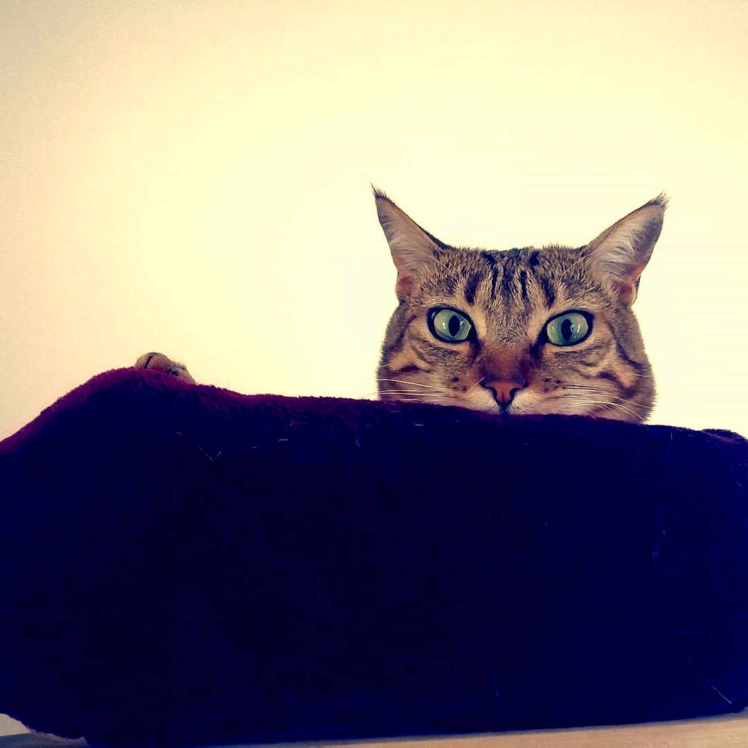 Oléa a rejoint le concours — aidez-le/la à gagner de superbes lots ! abyssinian, animal, blanket, cat, couch, cushion, egyptiancat, face, furniture, head, homedecor, kitten, manx, person, pet, photography, portrait, purple, suede, velvet