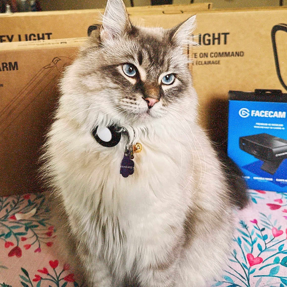 Finnick joined the competition — help win amazing prizes! accessories, animal, box, cardboard, carton, cat, computer, computerhardware, electronics, hardware, indoors, kitten, laptop, manx, modem, pc, pet, siamese, strap, wood