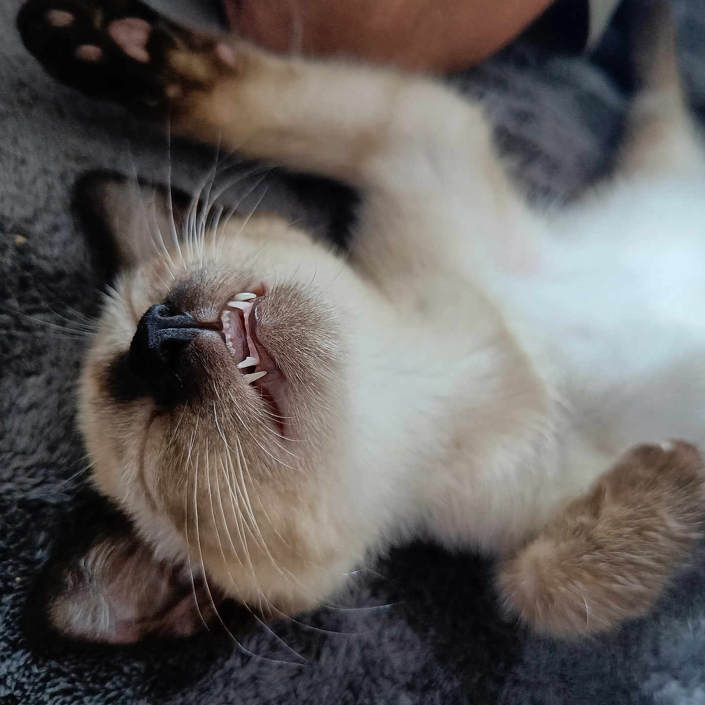 Madeleine Michel participe au concours pour gagner de l'argent avec cette photo : abyssinian, animal, bodypart, cat, electronics, face, finger, hand, hardware, head, kitten, manx, mouth, person, pet, siamese, teeth, tongue